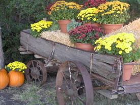 Granny Mae's Pumpkin Patch